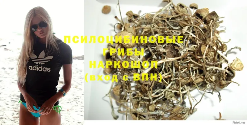 Псилоцибиновые грибы Psilocybine cubensis  где купить   Вятские Поляны 